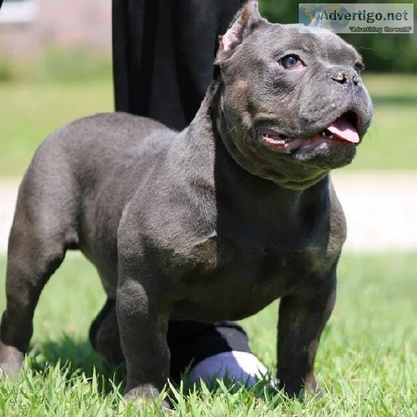 American bullie