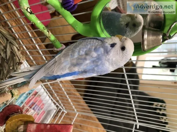 Female parakeet