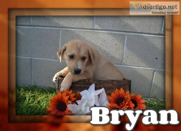 Bryan Male Mountain Cur Mix