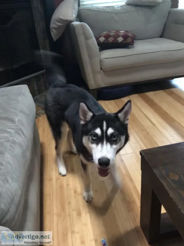 Siberian Husky