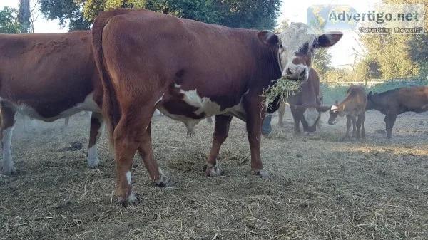 Hereford and Wagyu F1 bulls  cows and heifers