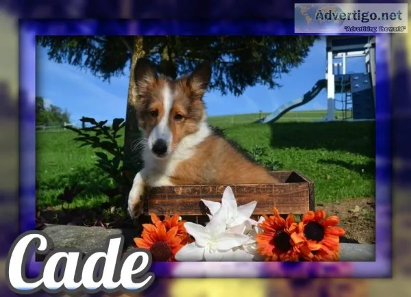 Cade Male Shetland Sheepdog