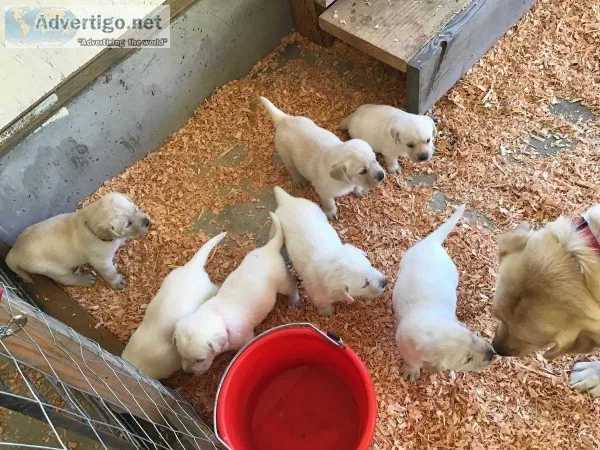 Yellow lab puppis