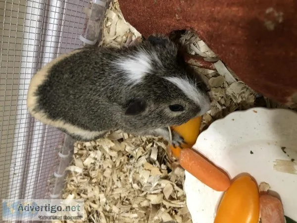 Male Guinea Pig