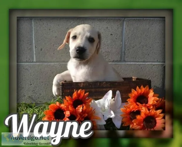 Wayne Male Mountain Cur Mix