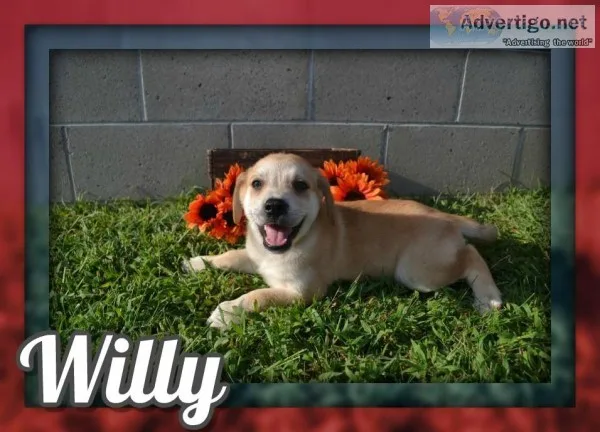 Willy Male Mountain Cur Mix