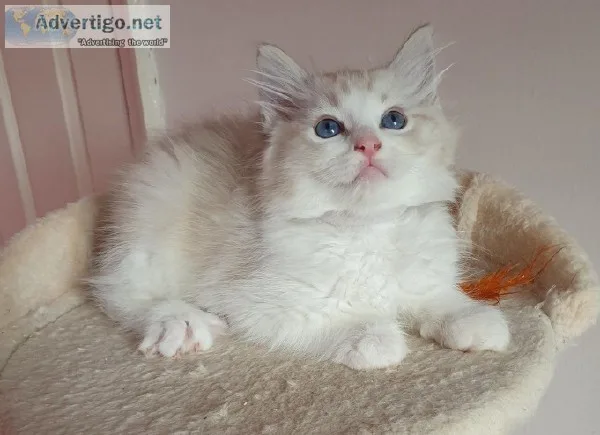 Two Ragdoll kittens