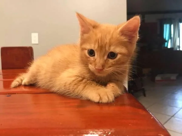 Kittens For Sale (only 2 Left)