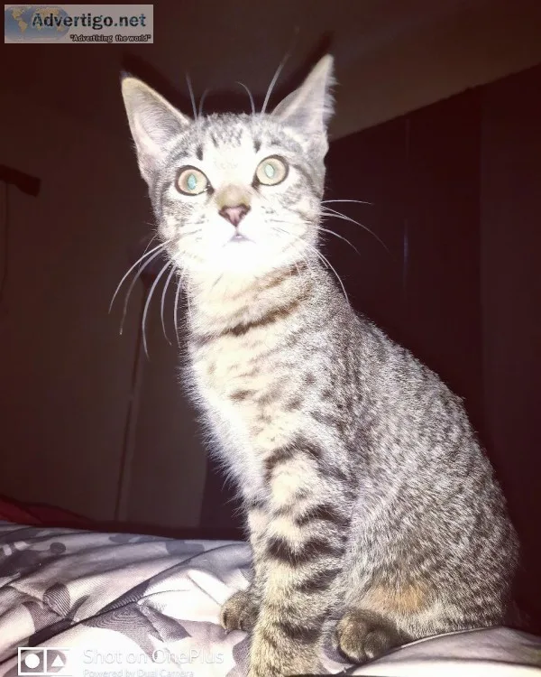 Beautiful female tabby