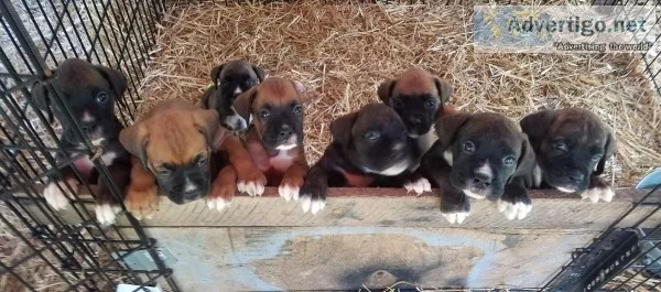 AKC registered boxer puppies