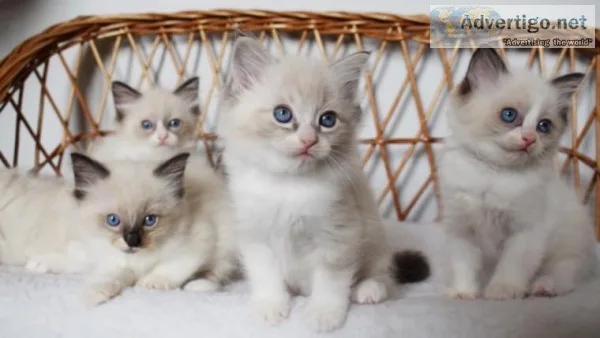 Gorgeous Ragdoll Kittens for sale