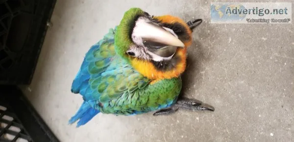 Baby Catalina Macaw 9 weeks old.