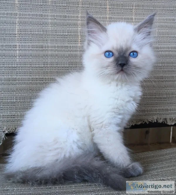 Ragdoll kittens