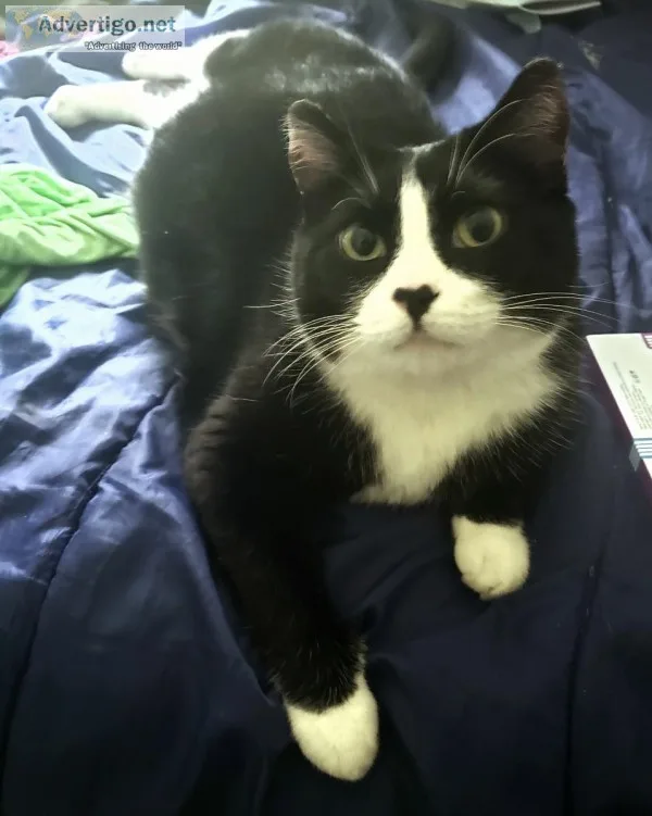 LOST CAT