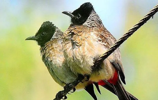 India birding tours- Tiger safari