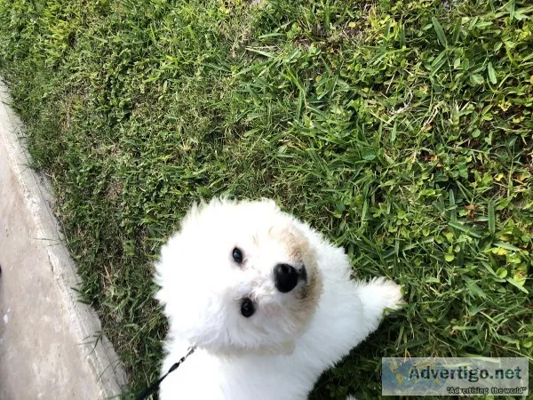 Male Bichon