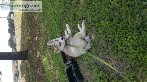 Husky