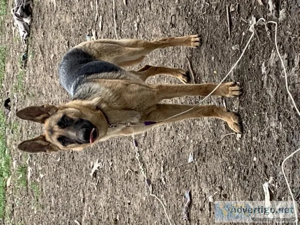 German Shepherd Puppy