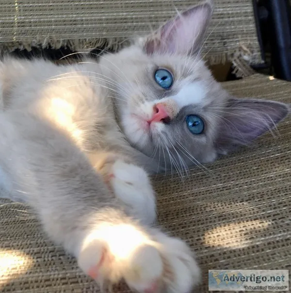 Ragdolls
