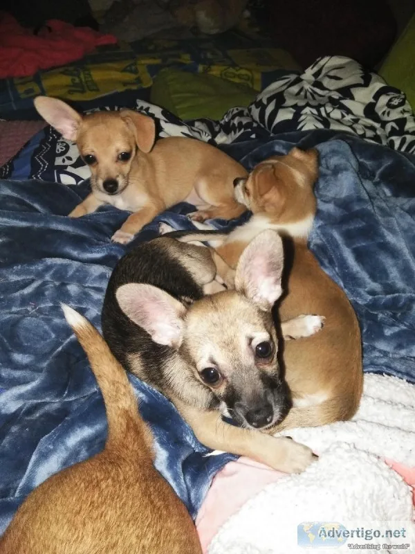 Chihuahuas