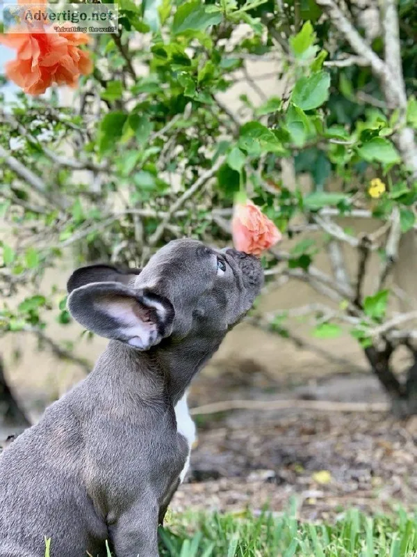 Stunning Blue french bulldog AKC puppy ready to live for adoptio