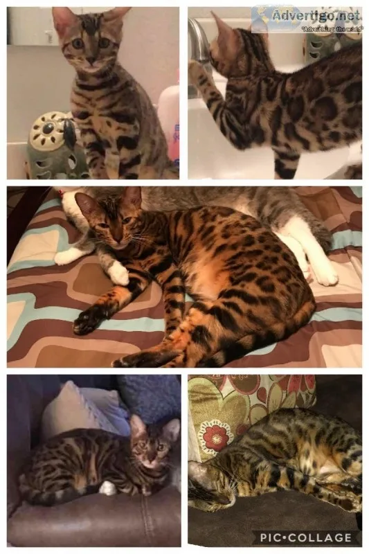 Female Bengal Cat