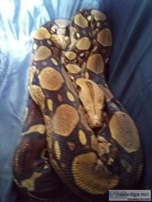 Boa constrictor