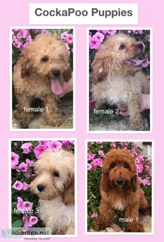 COCKAPOO PUPS