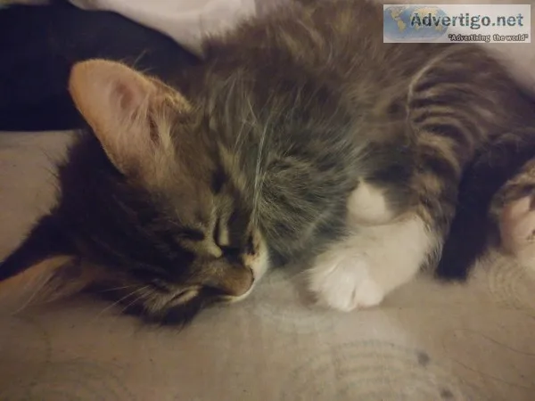 3 boy kittens available