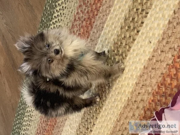 Blue Merle Pomeranian