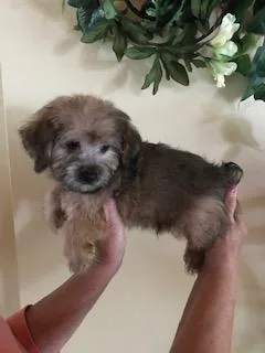YORKI POO BOY