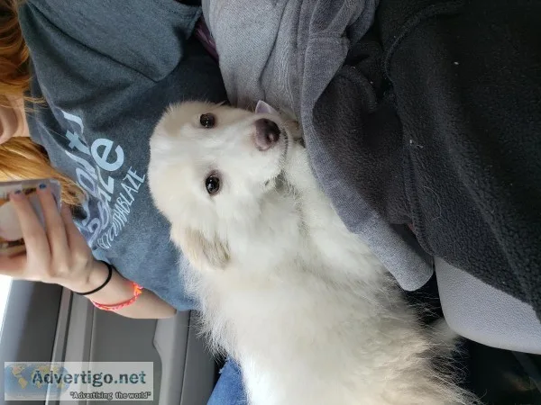 7 month old female dog