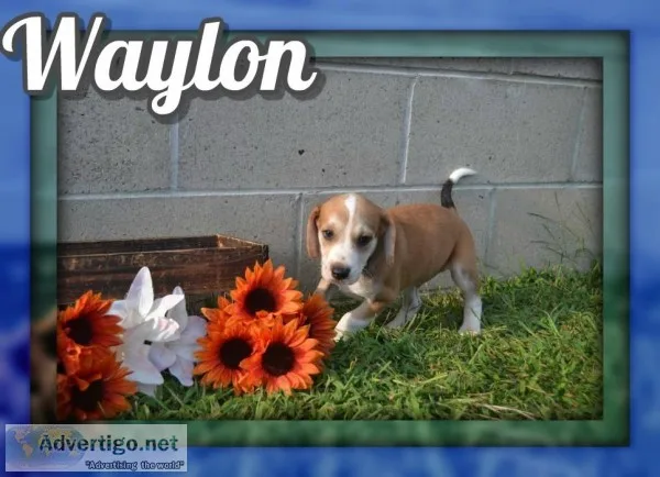 Waylon Male Mountain Cur Mix