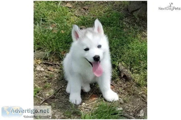 AKC Champ-bloodlines Cami