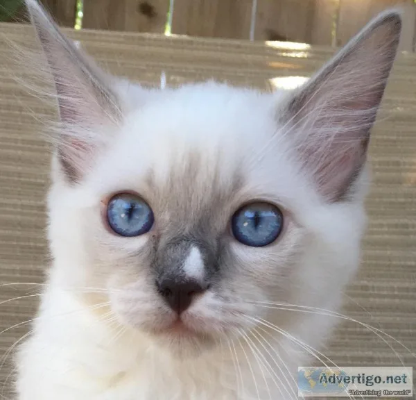 Ragdoll Male