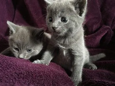 3 Female Kittens
