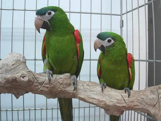 Securitated Sweet Han s Macaw Angelic Parrots for sale