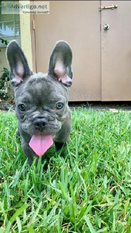 Lovely AKC registered French Bulldog Puppy ready to live