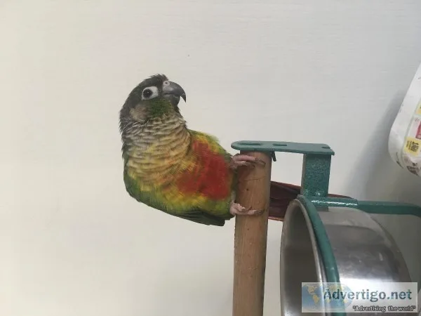 Fancy Green Cheek Conure