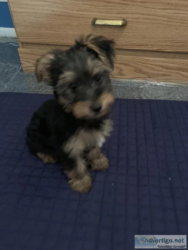 Male yorkie puppy
