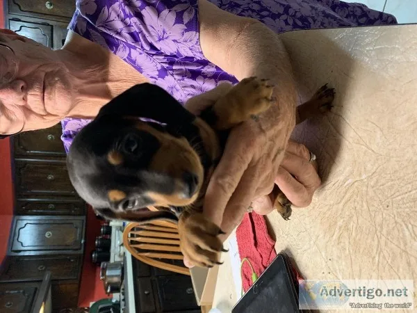 Dachshund puppies 2 males 10 weeks old