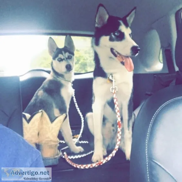 Siberian Husky