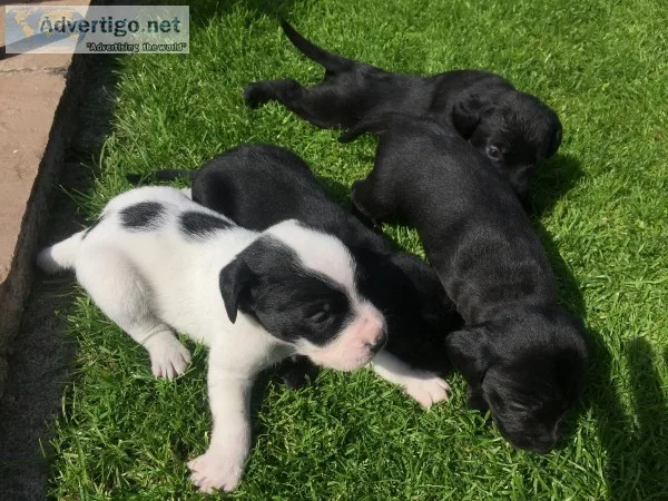Cockerdale puppies two males