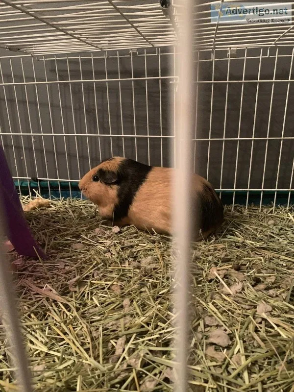 Guinea pigs-mom and 2 daughtwrs