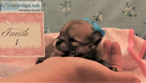 SABLE POMERANIAN PUPS