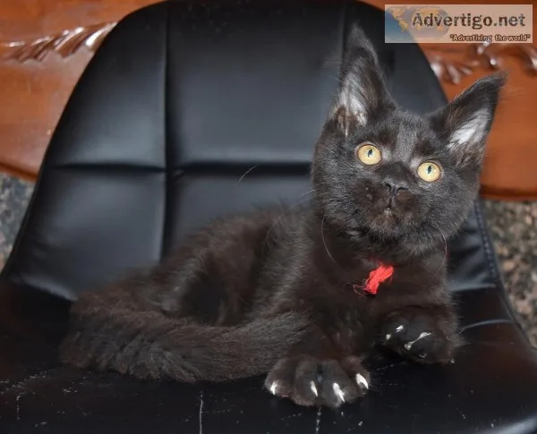 Beautiful Pedigreed Maine Coons Available