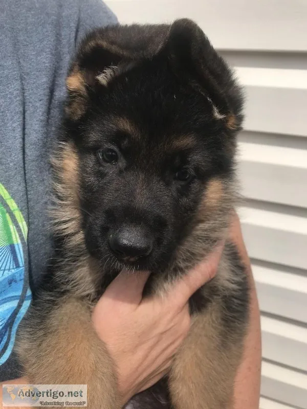 Red and Black German Shepherd Puppies
