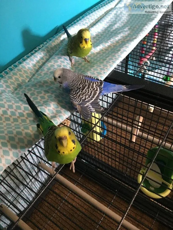 3 budgies cage and accessories