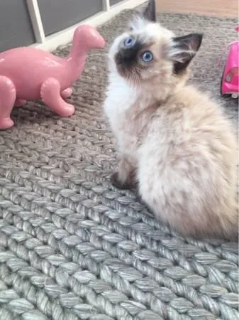 Kitten Of Incredible Beauty