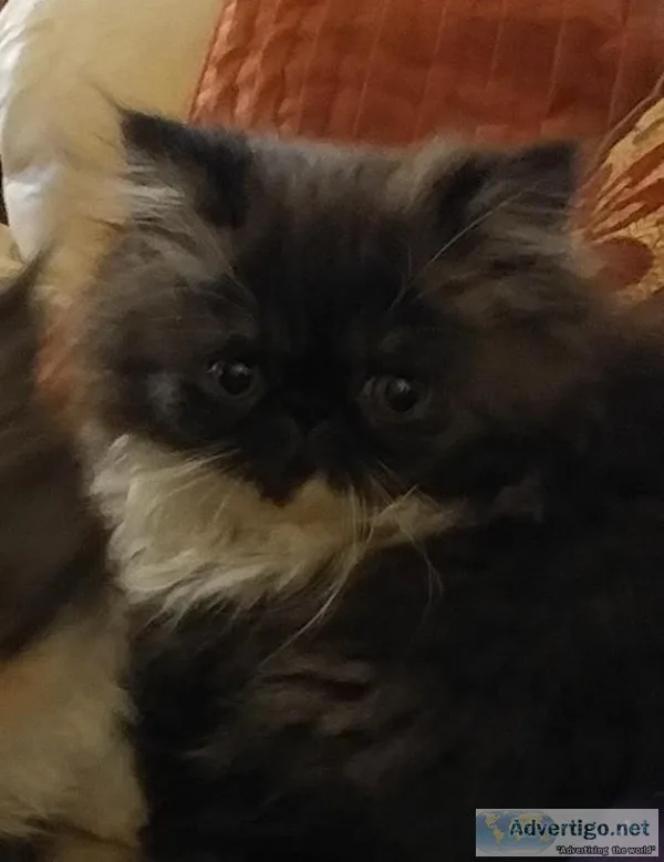 Persian kittens